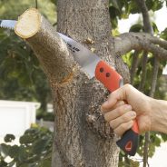 Why Choose a Tree Pruning Ashburton Service?