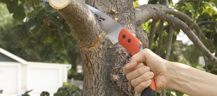 Why Choose a Tree Pruning Ashburton Service?