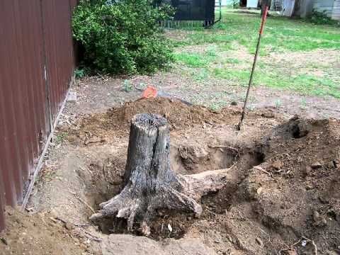tree stump grinding