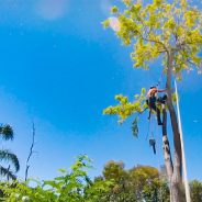 Finding Tree Lopping in Baulkham Hills at Best Price