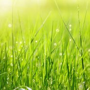 Artificial Grass For Your Melbourne Garden