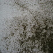 The Long-Term Benefits of Professional Emergency Mould Cleanup in Sydney
