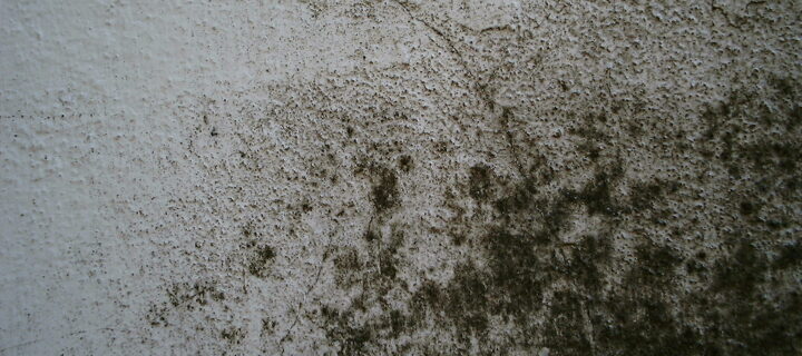 The Long-Term Benefits of Professional Emergency Mould Cleanup in Sydney